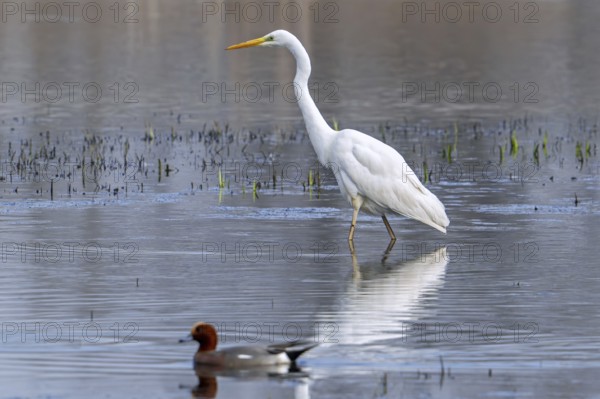 Great white egret, great egret (Ardea alba) non-breeding adult foraging in shallow water of pond in late winter, early spring