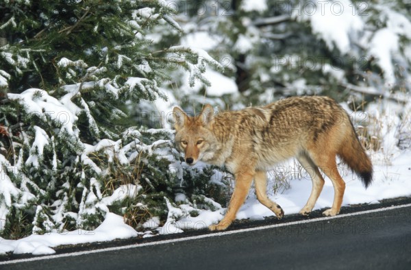 Coyote. Canis latrans. Coyote walking along a road in winter. Rocky Mountains national park. Colorado state. USA