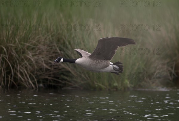 Canada goose (Branta canadensis) flying over water at the edge of a reed, Lower Rhine, North Rhine-Westphalia, Germany, Europe