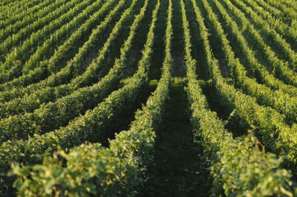 Landscape of a vineyard in the evening light, Germany, Europe