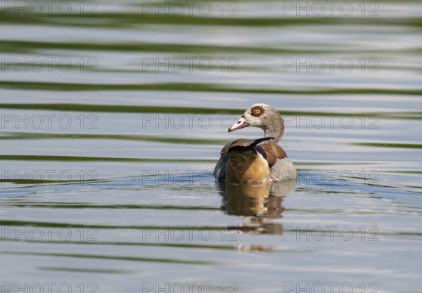 Egyptian goose (Alopochen aegyptiaca) swimming on a pond, Thuringia, Germany, Europe