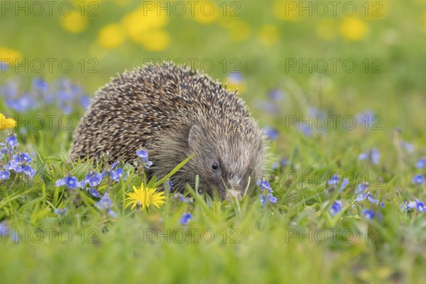 European hedgehog (Erinaceus europaeus) adult animal in a spring meadow with flowering Buttercup and Speedwell plants, England, United Kingdom, Europe