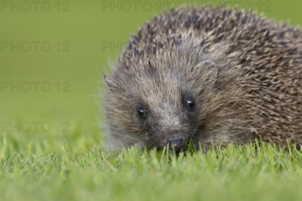 European hedgehog (Erinaceus europaeus) adult animal on an urban garden grass lawn, England, United Kingdom, Europe