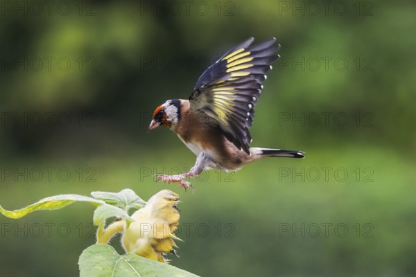 Goldfinch (Carduelis carduelis) approaching a yellow flower, sunflower, with outspread wings, Hesse, Germany, Europe