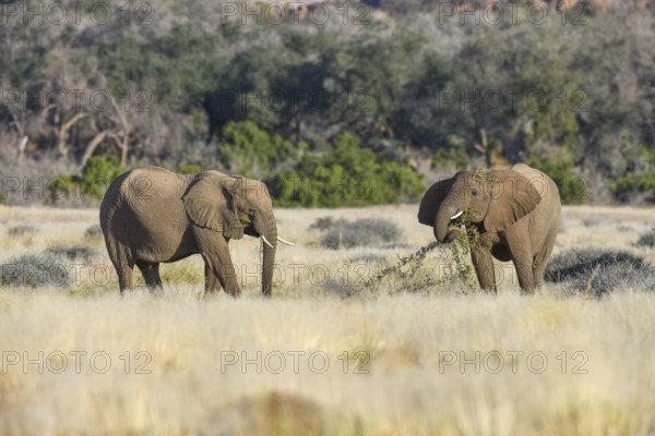 Desert elephants (Loxodonta africana) in the Ugab dry river, Damaraland, Kunene region, Namibia, Africa