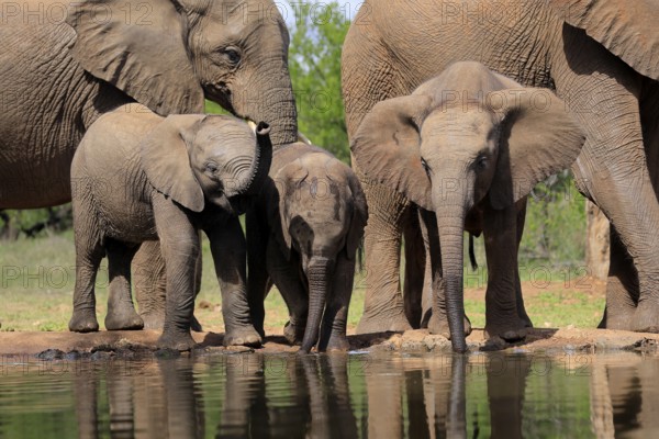 African elephant (Loxodonta africana), three young animals, at the water, drinking, group, Kruger National Park, Kruger National Park, South Africa, Africa