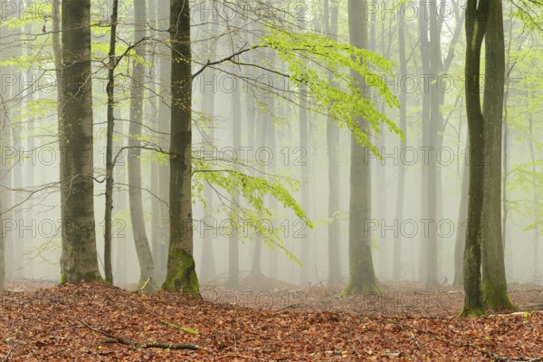 Untouched beech forest with fog in early spring, first tender green leaves, Kellerwald-Edersee National Park, Hesse, Germany, Europe