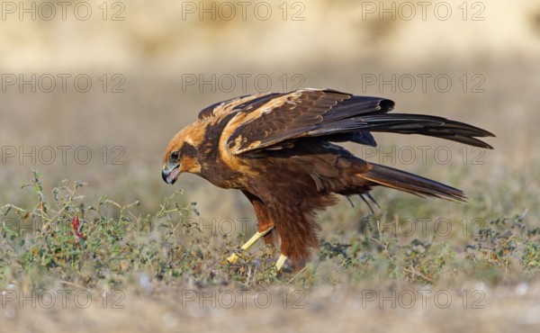 Young female marsh harrier (Circus aeruginosus) on its prey, Catalonia, Spain, Europe