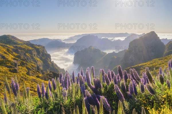 View from Pico do Arieiro of mountains over clouds with Pride of Madeira flowers and blooming Cytisus shrubs on sunset with sunburst. Madeira island, Portugal, Europe