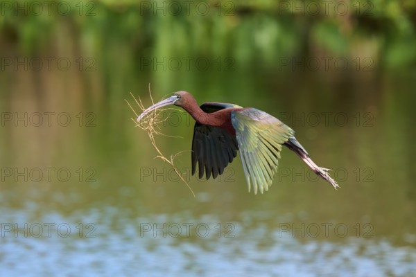 Glossy ibis, (Plegadis falcinellus), in flight over water, carrying branches in its beak, likely for nest building, Wakodahatchee Wetlands, Delray Beach, Florida, USA, North America