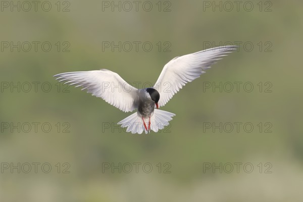 White-bearded Tern (Chlidonias hybrida) in flight over wetlands, migratory bird that breeds on inland lakes, swamps and rivers in Europe, wildlife, Ziggsee, Lake Neusiedl-Seewinkel National Park, Burgenland, Austria, Europe