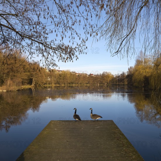 Lake in the spa gardens with Canada geese (Branta canadensis), Bad Wünnenberg, East Westphalia-Lippe, North Rhine-Westphalia, Germany, Europe