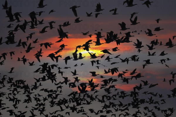 Barnacle geese, barnacle geese (Branta leucopsis), flock flying in the sky at sunset, Schleswig-Holstein, Germany, Europe