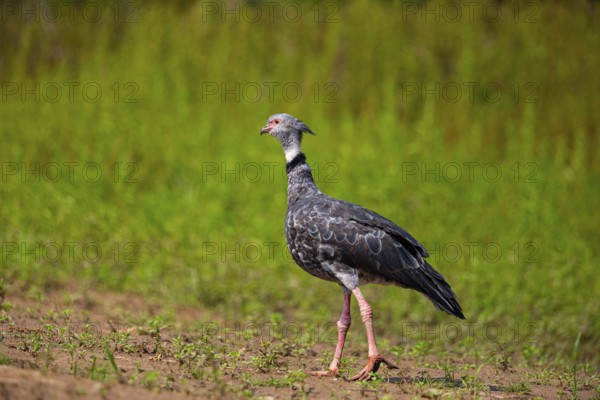 Collared Weirbird (Chauna torquata) Pantanal Brazil