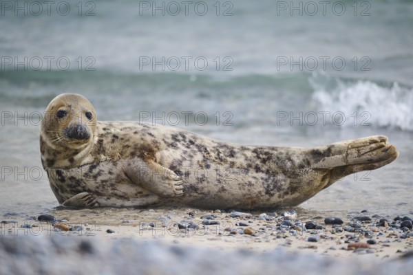 Grey seal (Halichoerus grypus) on the beach on the edge of the water with the sea in the background, Düne, Helgoland, Schleswig-Holstein, Germany, Europe