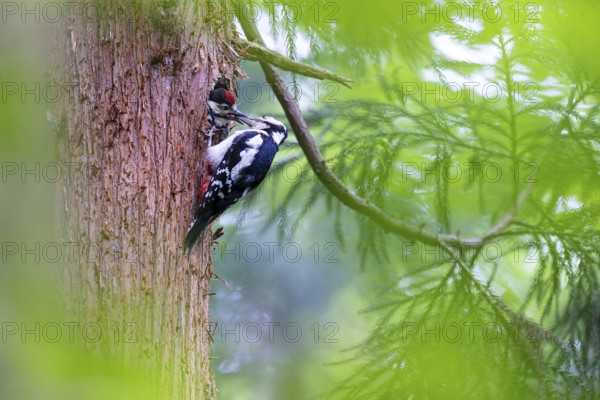 Great spotted woodpecker (Dendrocopos major), female feeds almost fledged young bird in the entrance hole of the breeding cavity, Bad Homburg, Hesse, Germany, Europe