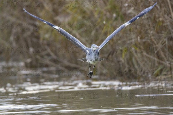Grey heron (Ardea cinerea) Germany