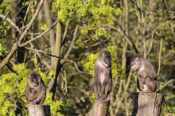 Three Drills (Mandrillus leucophaeus) sit high up on the three stumps of a cut tree and enjoy the early sunlight. A green forest can be seen in the background