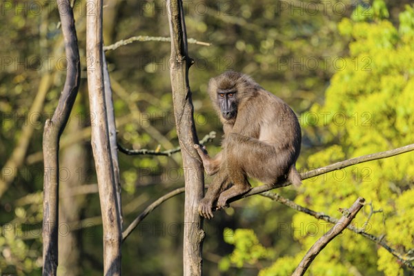 A female Drill (Mandrillus leucophaeus) sits high up in a tree and enjoys the early sunlight. A green forest can be seen in the background
