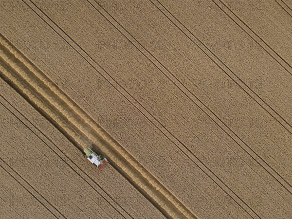 A combine harvester harvests a grain field near Frankfurt am Main. (Aerial photo with a drone), Frankfurt am Main, Hesse, Germany, Europe