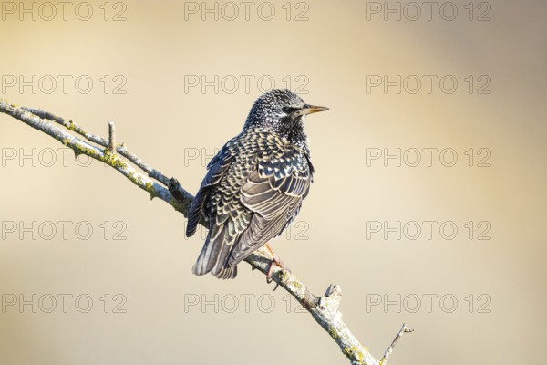 Common starling (Sturnus vulgaris) Germany
