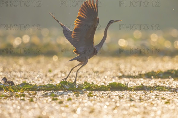 Purple heron (Ardea purpurea), the bird searches for prey in shallow water in the early morning and flies off, Hungary, Europe