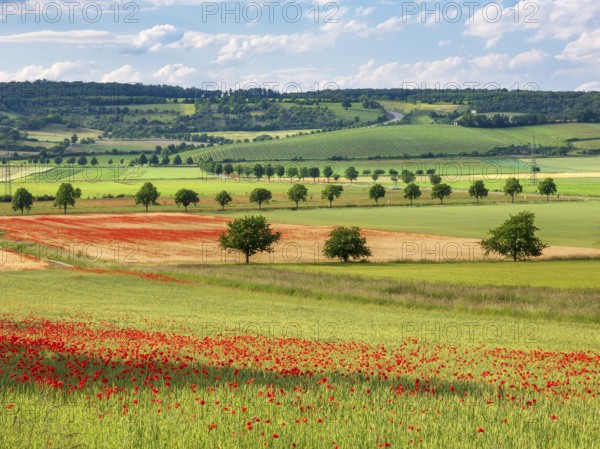 Typical landscape, fields with poppies, vineyards and tree avenues under a blue sky with clouds, Freyburg (Unstrut), Burgenlandkreis, Saxony-Anhalt, Germany, Europe