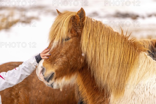 Hand of a tourist woman stroking the brown horses in the winter of Iceland