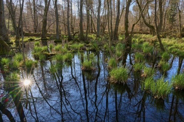 Sunlight reflected in the calm waters of a riparian forest, surrounded by thin trees and grasses, spring, Rote Lache nature reserve by Wolfgang, Wolfgang, Hanau, Hesse, Germany, Europe