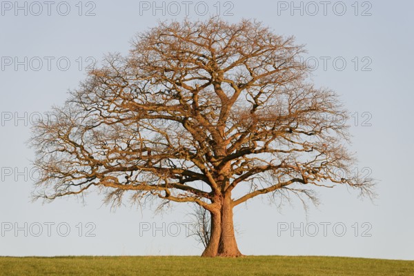 Oak (Quercus), bare gnarled solitary tree in the light of the morning sun, blue sky, North Rhine-Westphalia, Germany, Europe