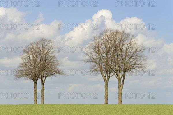 Row of trees, bare lime trees (Tilia) on a green grain field, blue cloudy sky, North Rhine-Westphalia, Germany, Europe