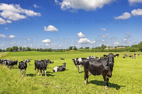 Dairy cows on a grassy meadow in a beautiful sunny rural landscape view in the summer, Sweden, Europe