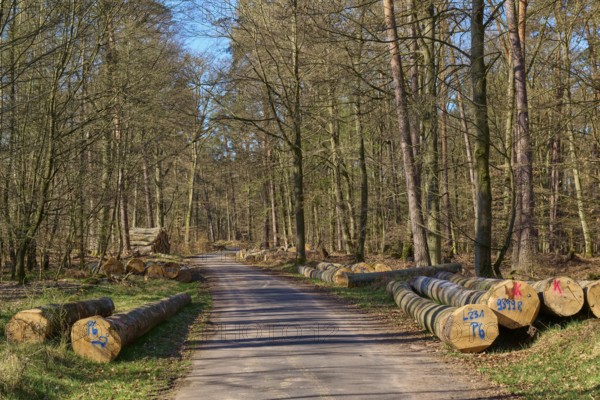 A path leads through a forest with piled up tree trunks on both sides, the atmosphere is calm and natural, spring, nature reserve Rote Lache by Wolfgang, Wolfgang, Hanau, Hesse, Germany, Europe