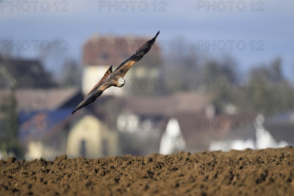 Red Kite, Red Kite, Montagu's Harrier, Montagu's Harrier (Milvus milvus), approaching a field, Canton Aargau, Switzerland, Europe