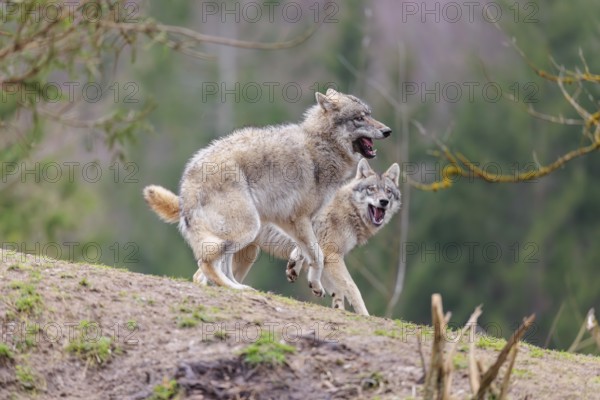 Two grey wolves (Canis lupus lupus) playing on a hill and showing social behaviour