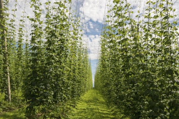 Village and hop gardens, hop growing, hop plantation, Neukirch, near Tettnang, behind the Swiss Alps, Upper Swabia, Lake Constance, Baden-Württemberg, Germany, Europe