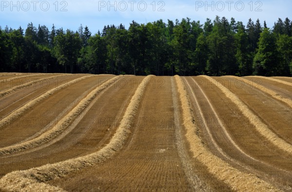 Agriculture, wheat field, harvested, cut, structure, forest, sky, Wental, Barholomä, Swabian Alb, Baden-Württemberg, Germany, Europe