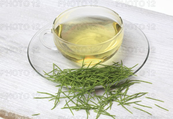 Medicinal plant, Equisetum arvense, the field horsetail or horsetail