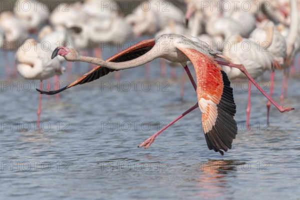 Flamingo (Phoenicopterus roseus) jumping out of a pond. Saintes Maries de la Mer, Parc naturel regional de Camargue, Arles, Provence Alpes Cote d'Azur, France, Europe