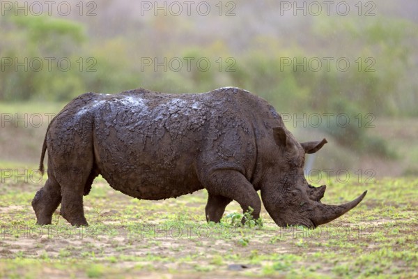 White rhino, white rhino (Ceratotherium simum), adult feeding, Hluhluwe Umfolozi National Park, Hluhluwe iMfolozi National Park, KwaZulu Natal, South Africa, Africa