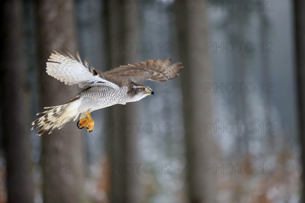 Goshawk (Accipiter gentilis), adult in winter, flying in the snow, Zdarske Vrchy, Bohemian-Moravian Highlands, Czech Republic, Europe