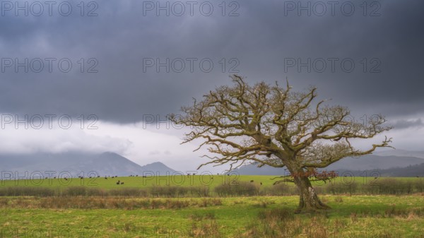 Single windswept tree without leaves is seen in a meadow with grazing cows and mountains in the background covered with light clouds, dark clouds, landscape, landscape photo, light mood, Lake District, England, Great Britain