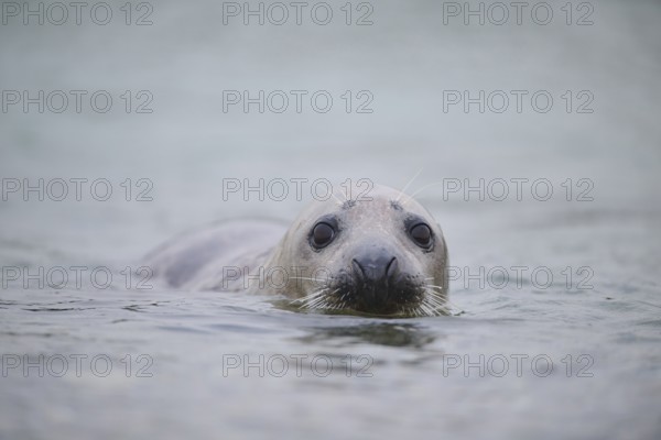 Grey seal (Halichoerus grypus) looking out of the water while swimming in the sea, Düne, Helgoland, Schleswig-Holstein, Germany, Europe