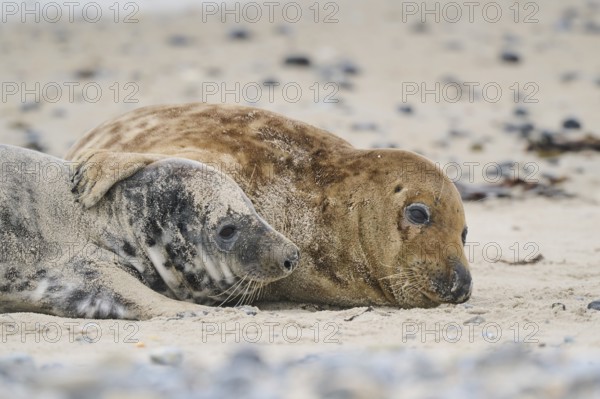Grey seal (Halichoerus grypus) playing with each other on the beach, Düne, Helgoland, Schleswig-Holstein, Germany, Europe