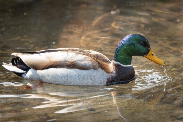 A male mallard (Anas platyrhynchos) with shiny feathers floats in the water while drops fall from its beak, Ternitz Lower Austria, Austria, Europe