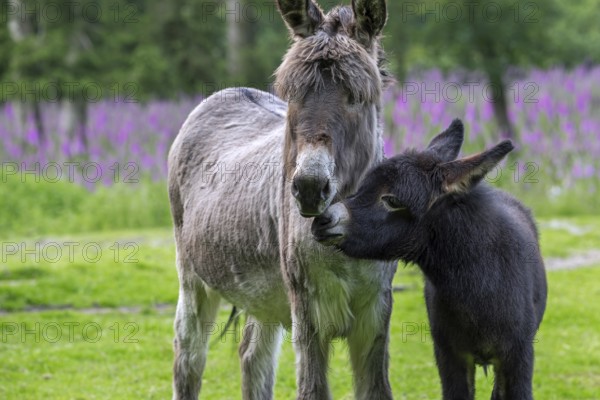 Miniature donkey with black foal, close-up portrait in meadow with flowers in spring, Mediterranean donkey breed originally from Sardinia and Sicily