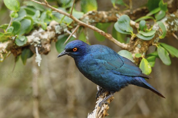 Cape starling (Lamprotornis nitens), Mkuze Game Reserve, Mkuze, KwaZulu-Natal, South Africa, Africa
