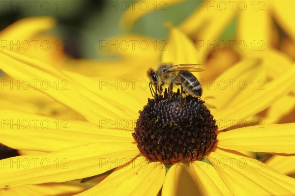 European honey bee (Apis mellifera), collecting nectar from a yellow coneflower (Echinacea paradoxa), Wilnsdorf, North Rhine-Westphalia, Germany, Europe