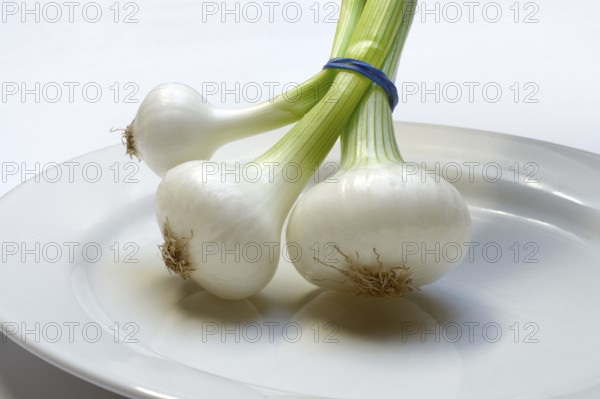 Onion, spring onions on a plate