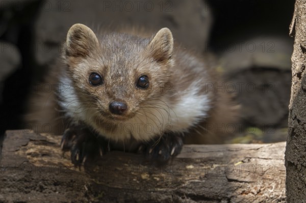 Close-up of beech marten, stone marten (Martes foina) resting in wood pile, woodpile